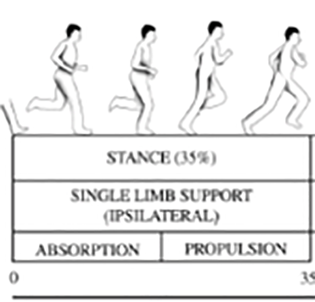 single-limb-support